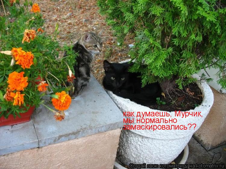 как думаешь, Мурчик, мы нормально замаскировались??... Котоматрица: как думаешь, Мурчик, мы нормально замаскировались??