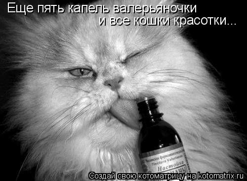 Еще пять капель валерьяночки и все кошки красотки...... Котоматрица: Еще пять капель валерьяночки и все кошки красотки...