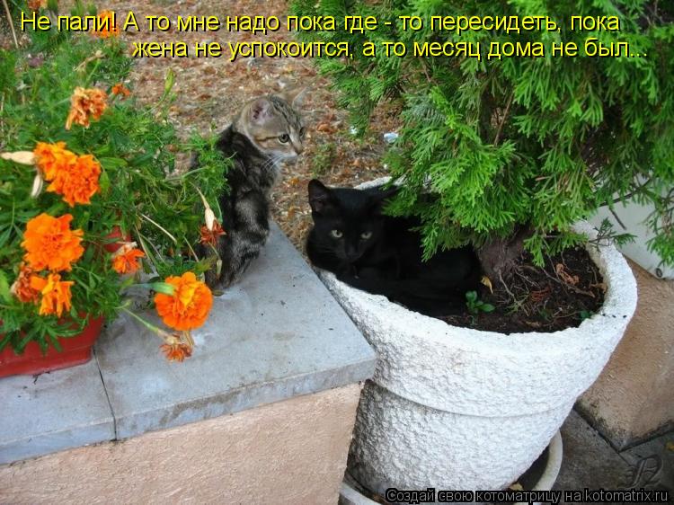 Не пали! А то мне надо пока где - то пересидеть, пока жена не успокоится, а то месяц дома не был...... Котоматрица: Не пали! А то мне надо пока где - то пересидеть, пока жена не успокоится, а то месяц дома не был...