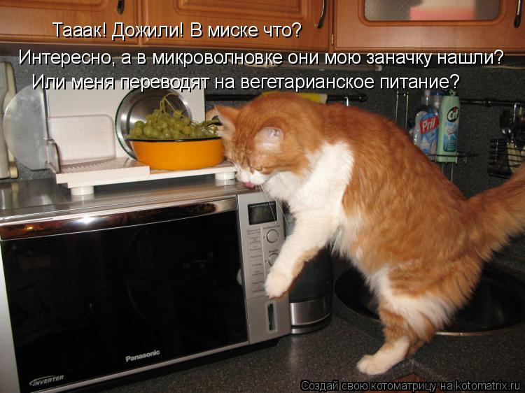 Тааак! Дожили! В миске что? Интересно, а в микроволновке они мою заначку нашли? Или меня переводят н... Котоматрица: Тааак! Дожили! В миске что? Интересно, а в микроволновке они мою заначку нашли? Или меня переводят на вегетарианское питание?