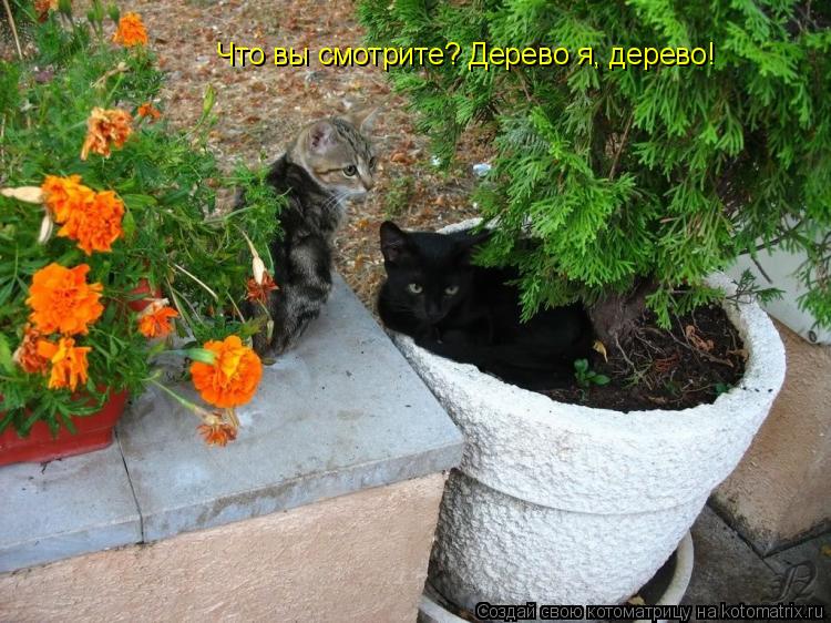 Что вы смотрите? Дерево я, дерево!... Котоматрица: Что вы смотрите? Дерево я, дерево!