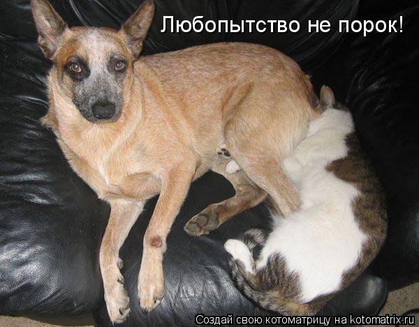 Котоматрица: Любопытство не порок!