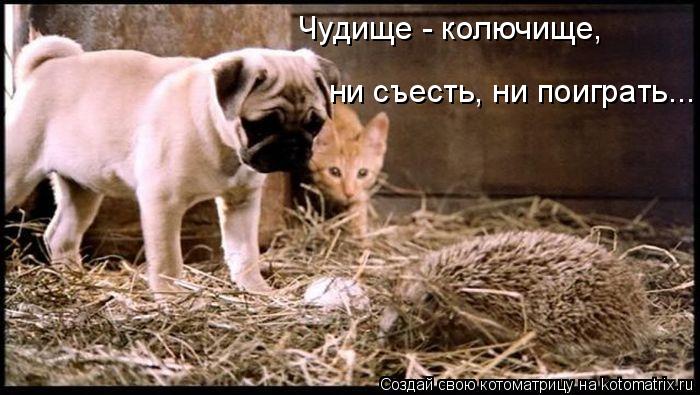 Котоматрица: Чудище - колючище, ни съесть, ни поиграть...
