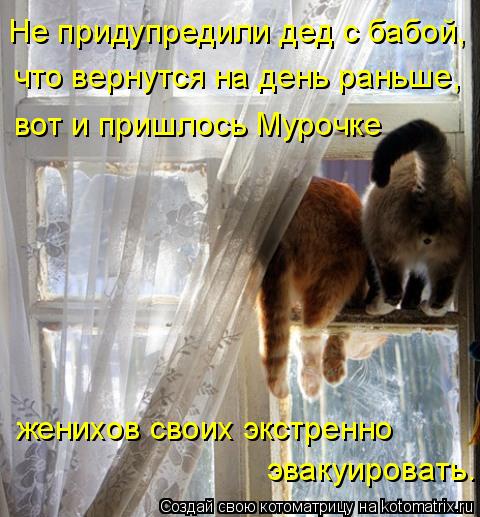 Котоматрица: Не придупредили дед с бабой, что вернутся на день раньше, вот и пришлось Мурочке женихов своих экстренно эвакуировать.