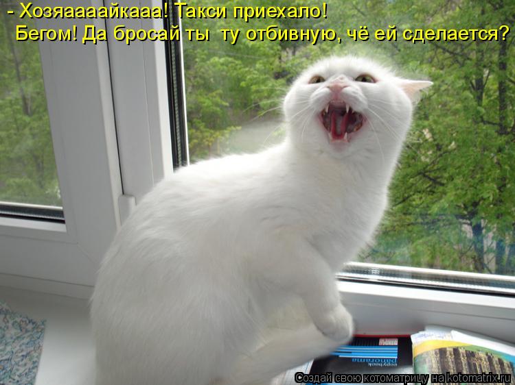 Котоматрица: - Хозяаааайкааа! Такси приехало! Бегом! Да бросай ты  ту отбивную, чё ей сделается?