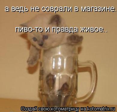 Котоматрица: а ведь не соврали в магазине. пиво-то и правда живое..  пиво-то и правда живое..