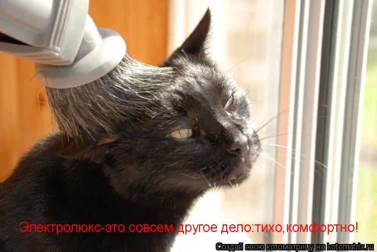 Котоматрица: Электролюкс-это совсем другое дело:тихо,комфортно!