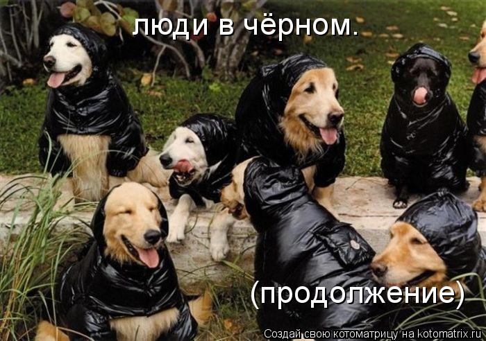 Котоматрица: люди в чёрном. (продолжение)