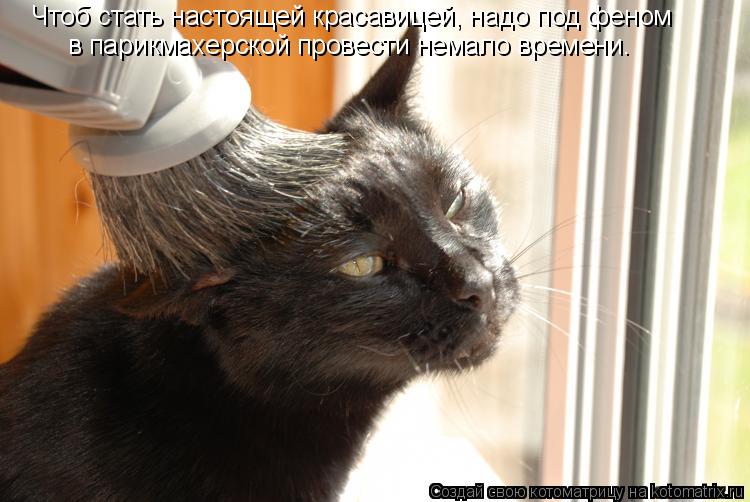 Котоматрица: Чтоб стать настоящей красавицей, надо под феном в парикмахерской провести немало времени.