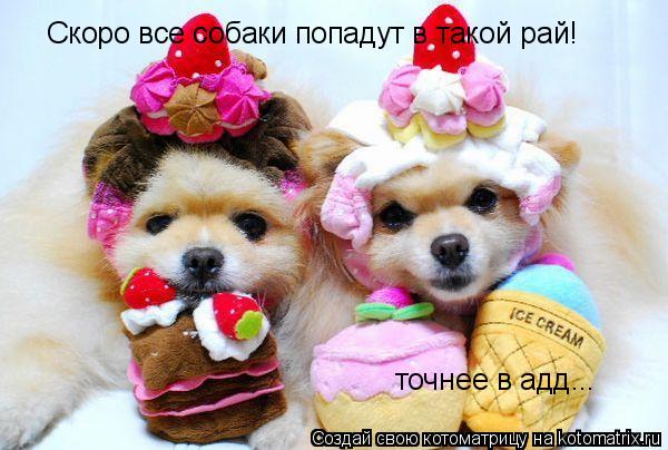 Котоматрица: Скоро все собаки попадут в такой рай! точнее в адд...