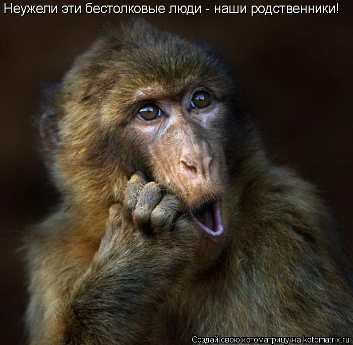 Котоматрица: Неужели эти бестолковые люди - наши родственники!