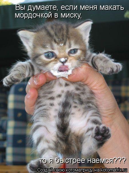 Котоматрица: Вы думаете, если меня макать мордочкой в миску, то я быстрее наемся???