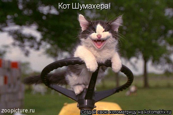 Котоматрица: Кот Шумахера!