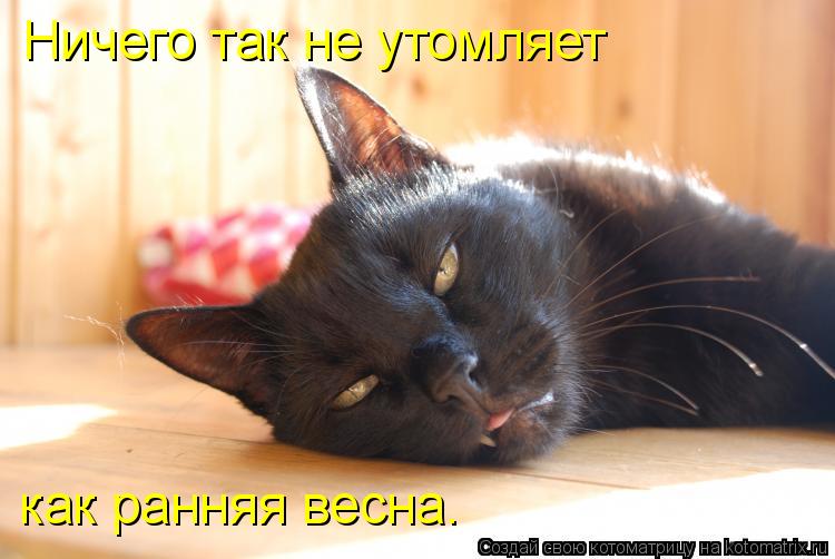 Котоматрица: Ничего так не утомляет как ранняя весна.