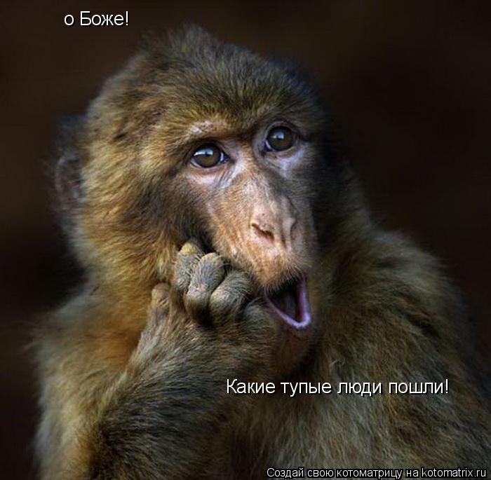 Котоматрица: о Боже! Какие тупые люди пошли!