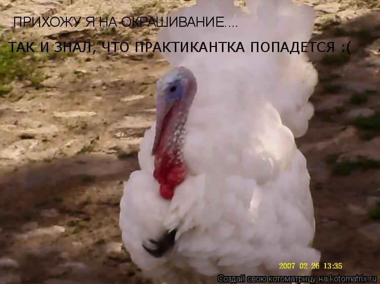 Котоматрица: ПРИХОЖУ Я НА ОКРАШИВАНИЕ....  ТАК И ЗНАЛ, ЧТО ПРАКТИКАНТКА ПОПАДЕТСЯ :(