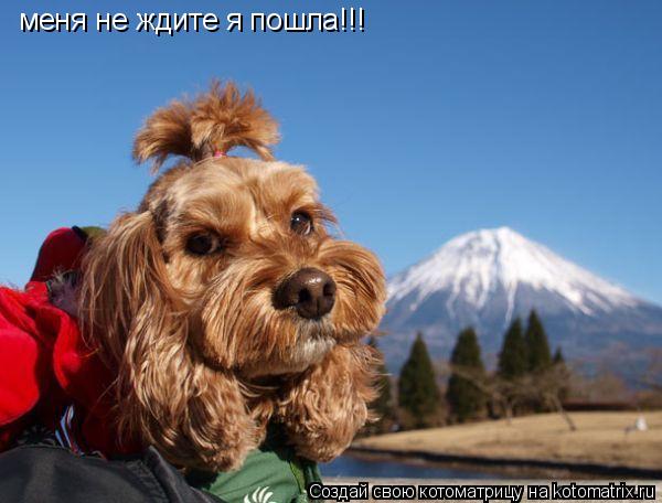 Котоматрица: меня не ждите я пошла!!!