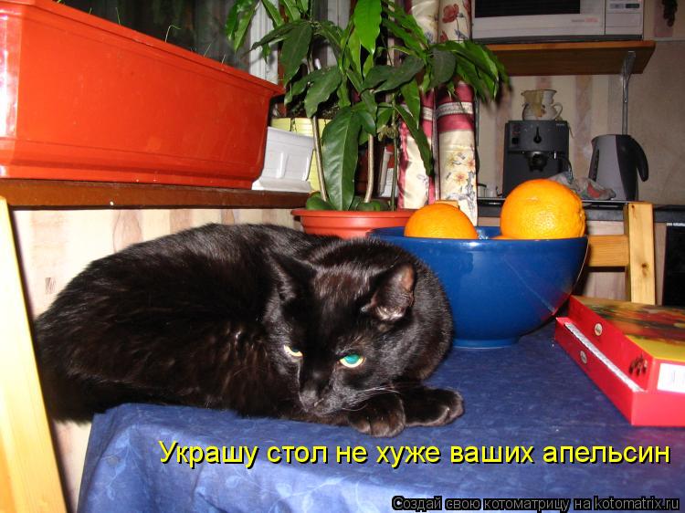 Котоматрица: Украшу стол не хуже ваших апельсин