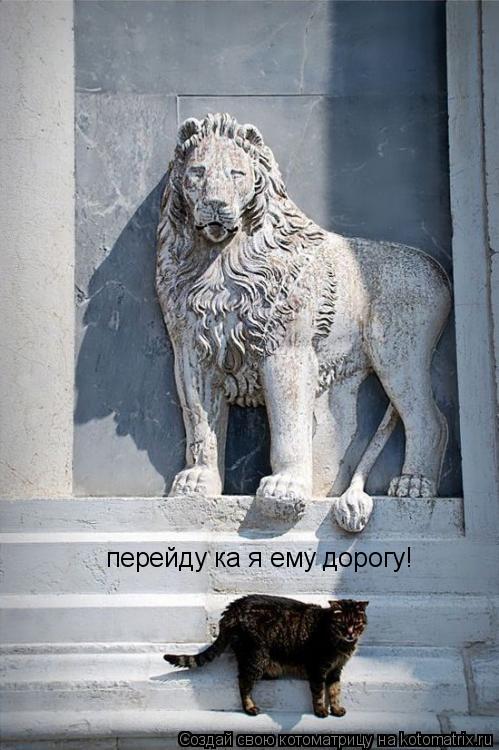 Котоматрица: перейду ка я ему дорогу!