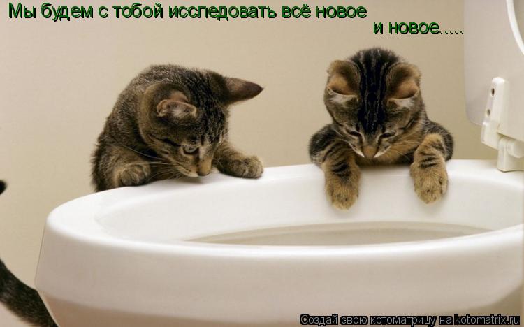 Мы будем с тобой исследовать всё новое и новое........ Котоматрица: Мы будем с тобой исследовать всё новое и новое.....