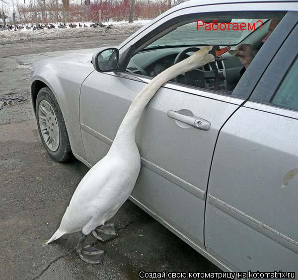 Работаем?... Котоматрица: Работаем?