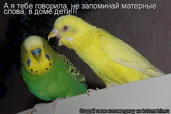 А я тебе говорила, не запоминай матерные слова, в доме дети!!!... Котоматрица: А я тебе говорила, не запоминай матерные слова, в доме дети!!!