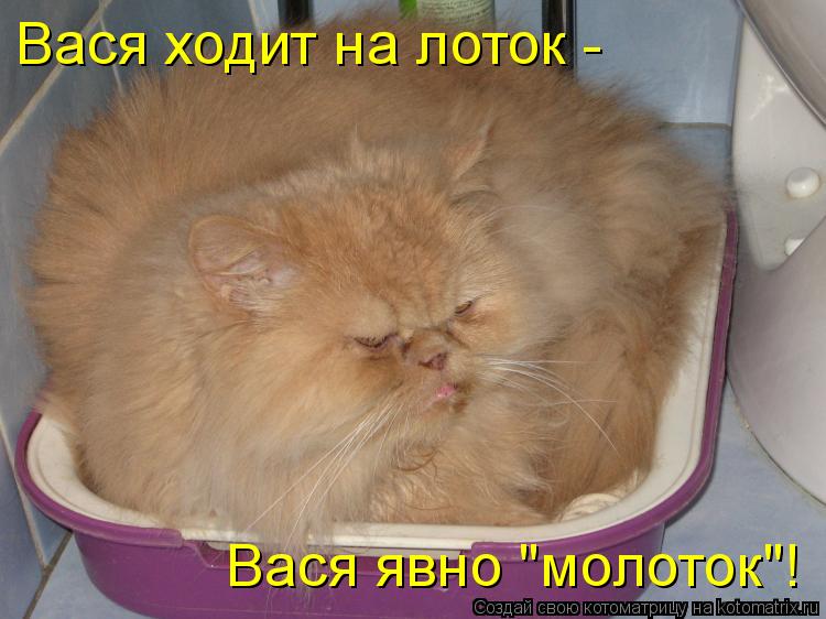 Вася ходит на лоток - Вася явно "молоток"!... Котоматрица: Вася ходит на лоток - Вася явно "молоток"!