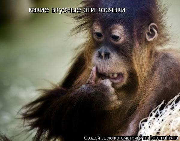 какие вкусные эти козявки... Котоматрица: какие вкусные эти козявки