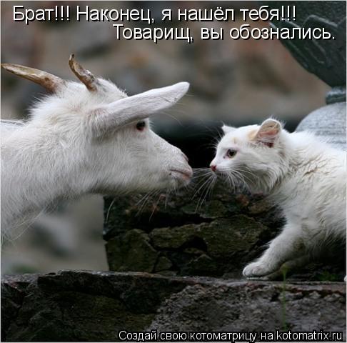 Брат!!! Наконец, я нашёл тебя!!! Товарищ, вы обознались.... Котоматрица: Брат!!! Наконец, я нашёл тебя!!! Товарищ, вы обознались.