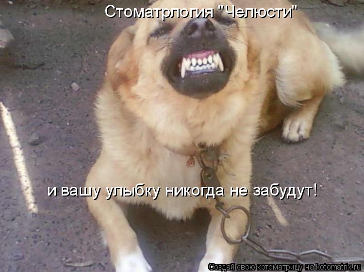 Стоматрлогия "Челюсти" и вашу улыбку никогда не забудут!... Котоматрица: Стоматрлогия "Челюсти" и вашу улыбку никогда не забудут!