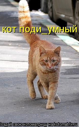 Котоматрица: кот поди_умный