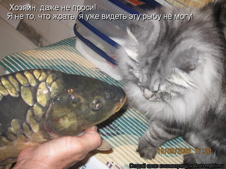 Котоматрица: Хозяин, даже не проси!  Я не то, что жрать, я уже видеть эту рыбу не могу!