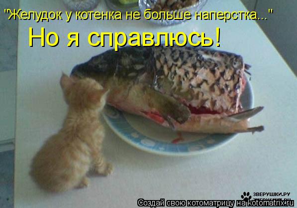 Котоматрица: "Желудок у котенка не больше наперстка..." Но я справлюсь!