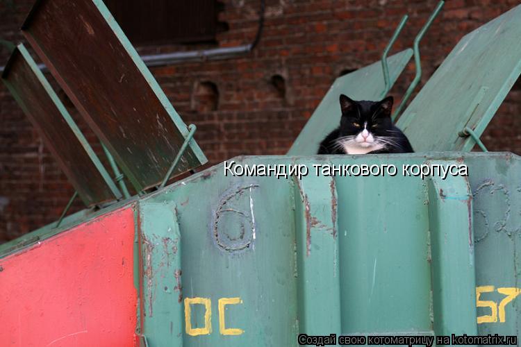Котоматрица: Командир танкового корпуса