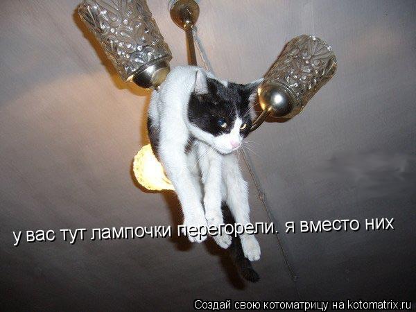 Котоматрица: у вас тут лампочки перегорели. я вместо них