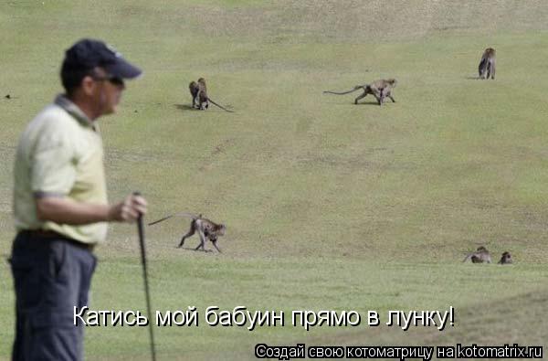 Котоматрица: Катись мой бабуин прямо в лунку!