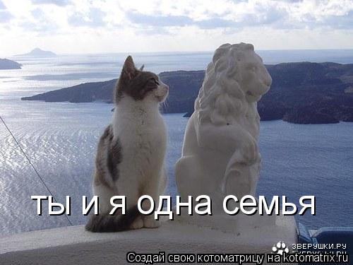 Котоматрица: ты и я одна семья