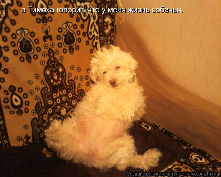 Котоматрица: а Тимоха говорит, что у меня жизнь собачья.