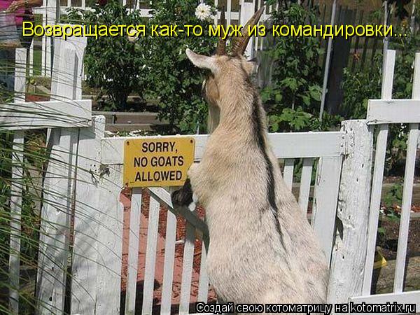 Котоматрица: Возвращается как-то муж из командировки...