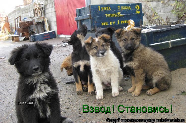 Котоматрица: Взвод! Становись! Лейтенант