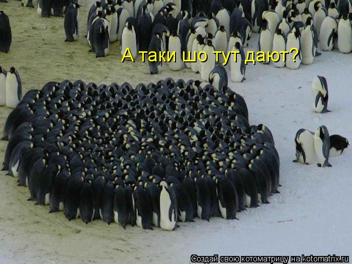 Котоматрица: А таки шо тут дают?