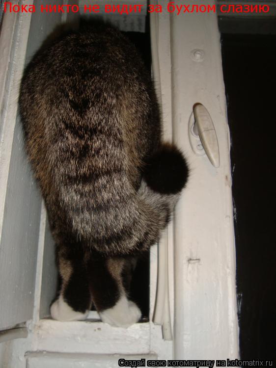 Котоматрица: Пока никто не видит  Пока никто не видит за бухлом слазию