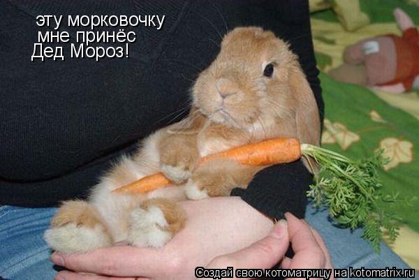 эту морковочку мне принёс Дед Мороз!... Котоматрица: эту морковочку мне принёс Дед Мороз!