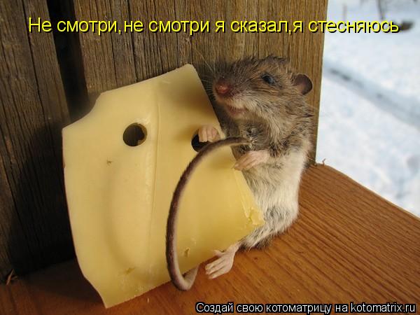 Не смотри,не смотри я сказал,я стесняюсь... Котоматрица: Не смотри,не смотри я сказал,я стесняюсь