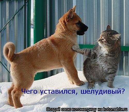Котоматрица: Чего уставился, шелудивый?