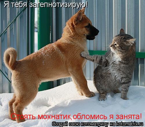 Я тебя загепнотизирую! Стоять мохнатик,обломись я занята!... Котоматрица: Я тебя загепнотизирую! Стоять мохнатик,обломись я занята!