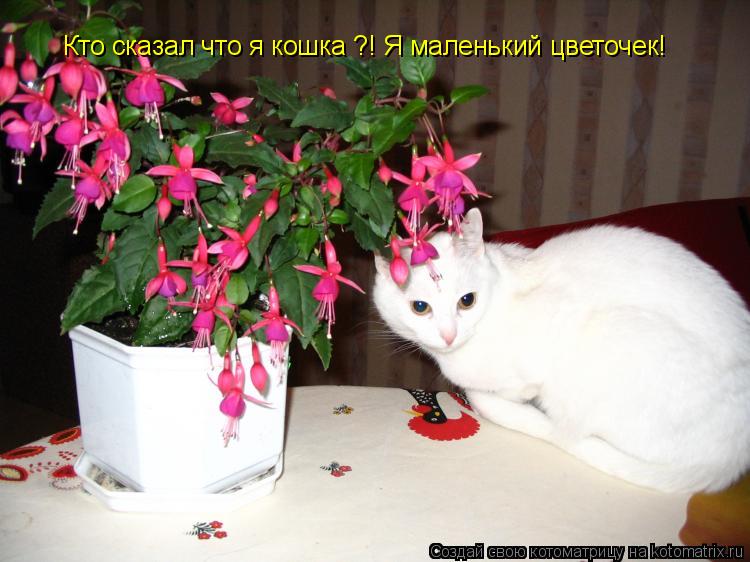 Кто сказал что я кошка ?! Я маленький цветочек!... Котоматрица: Кто сказал что я кошка ?! Я маленький цветочек!
