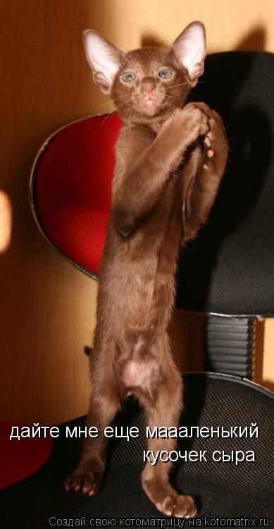 дайте мне еще маааленький кусочек сыра... Котоматрица: дайте мне еще маааленький кусочек сыра