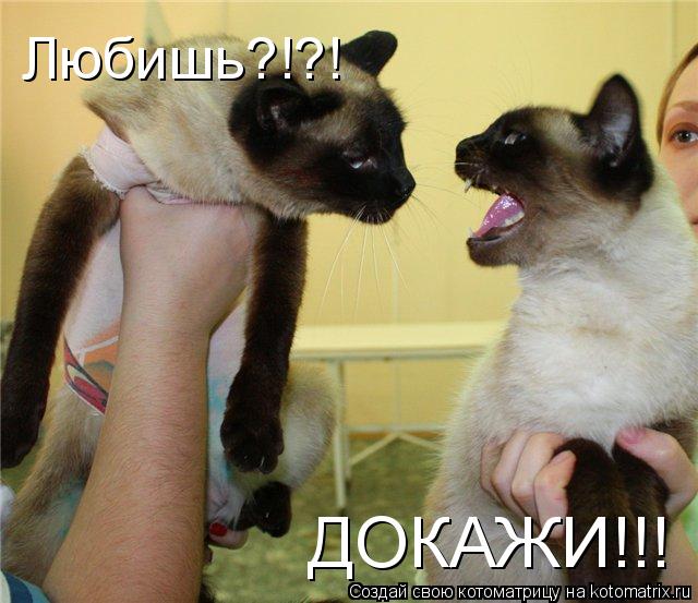 Любишь?!?! ДОКАЖИ!!!... Котоматрица: Любишь?!?! ДОКАЖИ!!!