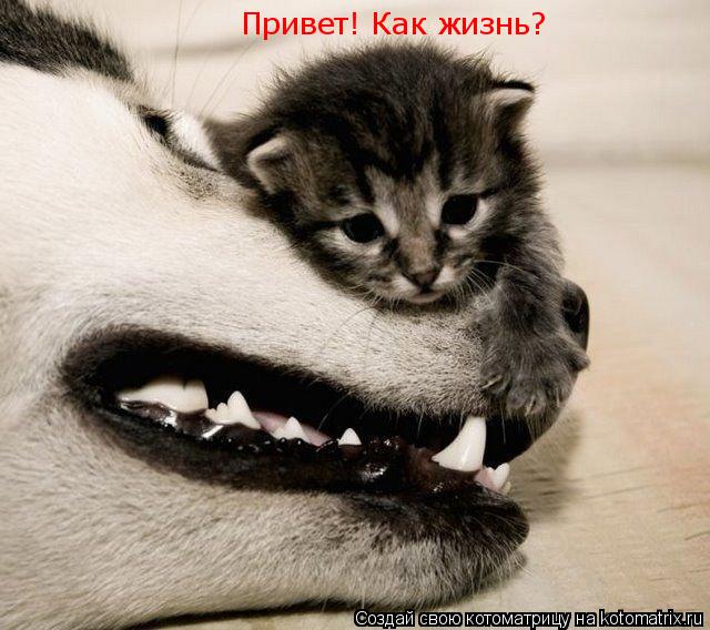 Привет! Как жизнь?... Котоматрица: Привет! Как жизнь?